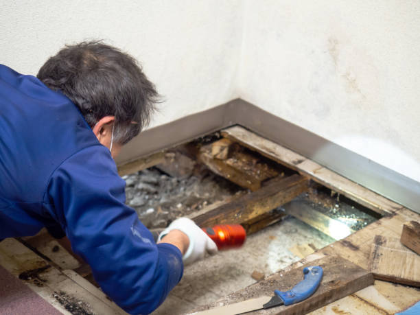 Mold Removal and Inspection in Helena West Side, MT