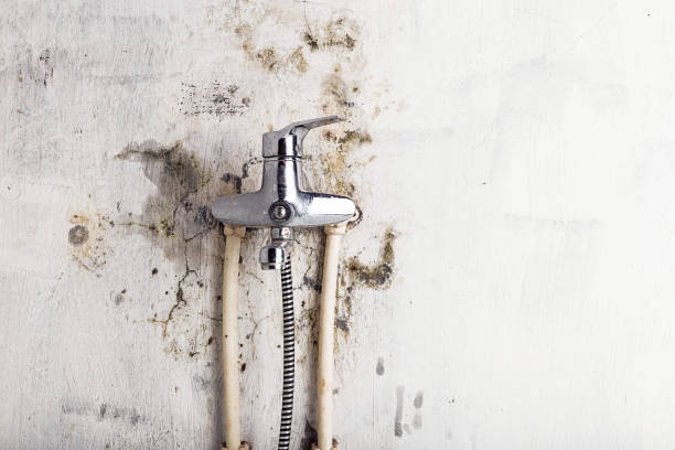 Best Professional Mold Removal  in Helena West Side, MT