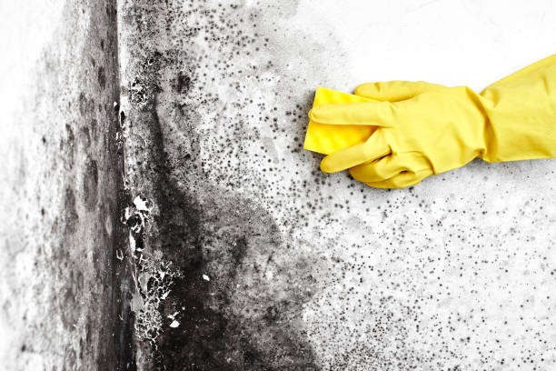 Best Mold Removal Company Near Me  in Helena West Side, MT