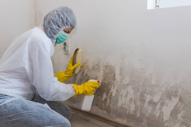 Best Residential Mold Removal  in Helena West Side, MT