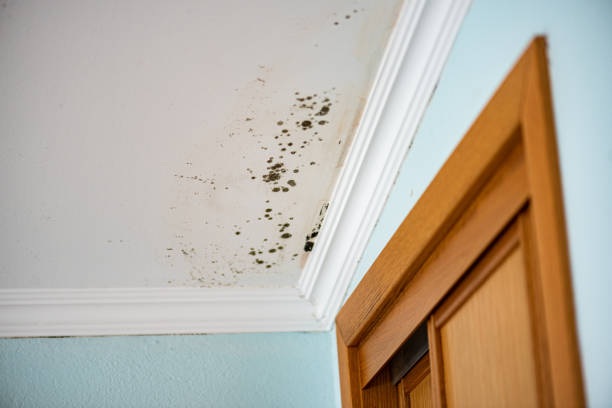 Best Mold Remediation  in Helena West Side, MT
