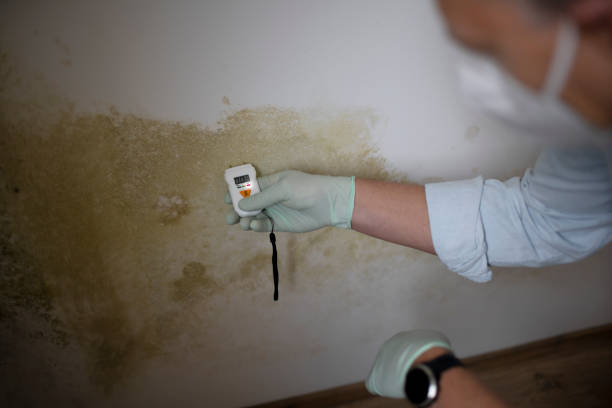 Best Mold Testing  in Helena West Side, MT