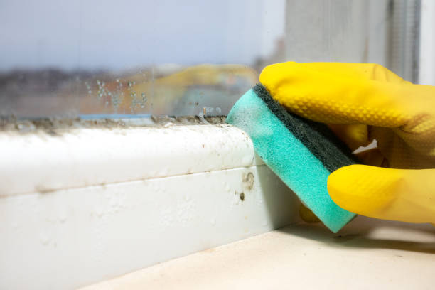 Best Mold Cleaning Services  in Helena West Side, MT