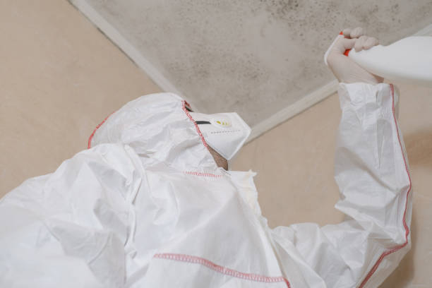 Best Toxic Mold Removal  in Helena West Side, MT