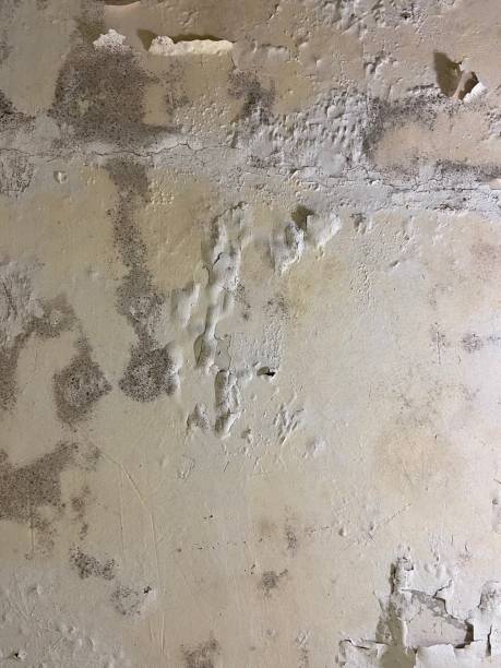 Home Mold Removal in Helena West Side, MT