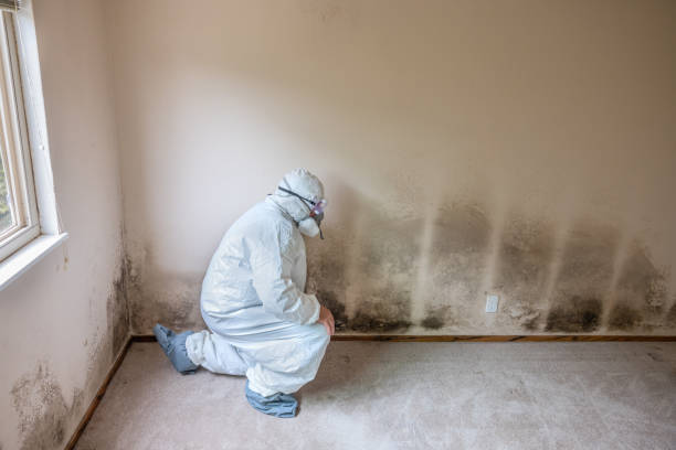 Best Home Mold Removal  in Helena West Side, MT