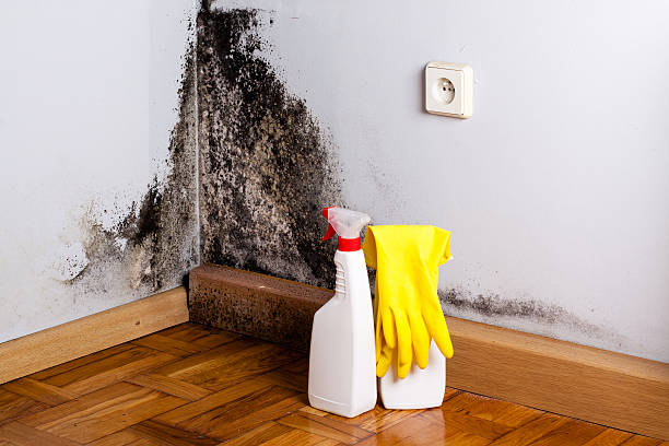 Best Mold Removal Company Near Me  in Helena West Side, MT