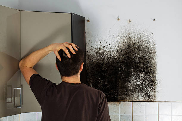 Reliable Helena West Side, MT Mold Removal Solutions