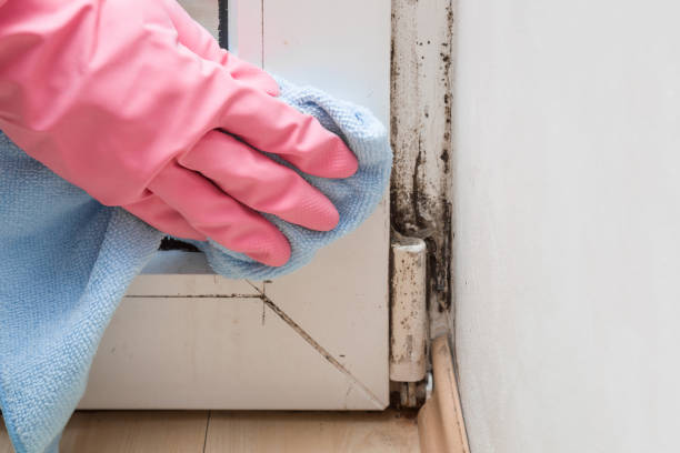 Best Local Mold Removal Service  in Helena West Side, MT