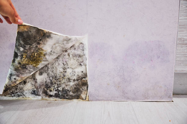 Trusted Helena West Side, MT Mold Removal Experts